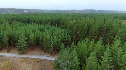 Drone flies over pine forest Stock Footage 140123369