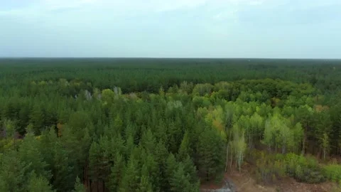 Drone flies over pine forest Stock Footage 140138642