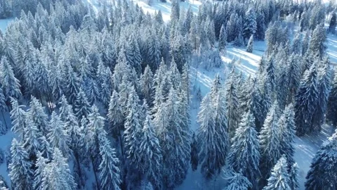 Drone flies over pine forest in Jura Switzerland in Winter Stock Footage 168258363