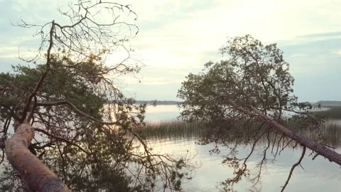 The drone flies over the pine trees fallen into the water. Early morning on the Stock Footage 138997004