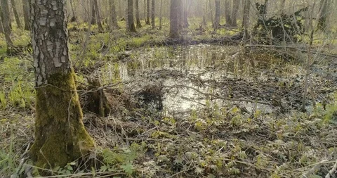 Drone flies over puddles and trunks in the middle of swampy forest Stock Footage 116534752