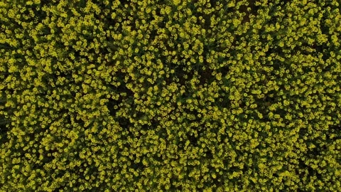 Drone flies over rapeseed field Stock Footage 130712012