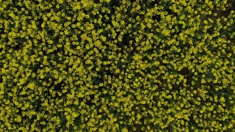 Drone flies over rapeseed field Stock Footage 130712352
