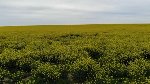 Drone flies over rapeseed field Stock Footage 130712498
