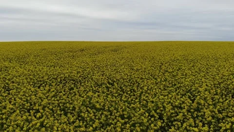 Drone flies over rapeseed field Stock Footage 130712545