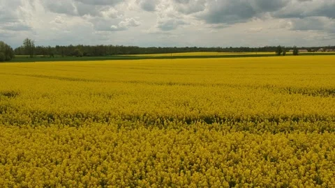 Drone flies over rapeseed field. Yellow field Stock Footage