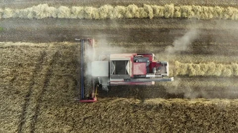 Drone flies over red harvester cut wheat crop in rural field. Combine harvesting Stock Footage 136853579