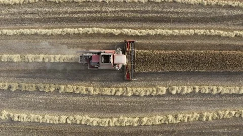 Drone flies over red harvester machine cut wheat crop in rural yellow field Stock Footage 136854014