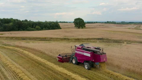 Drone flies over red harvester machine cut wheat crop in rural yellow field. Stock Footage 157745852