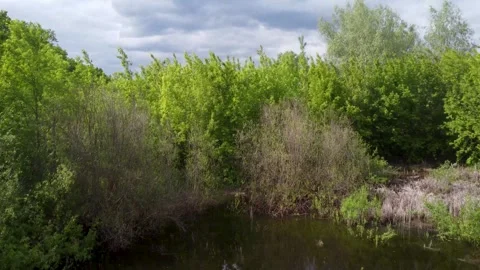 The drone flies over the small lake and takes off above the trees. Green nature Stock Footage 242446416