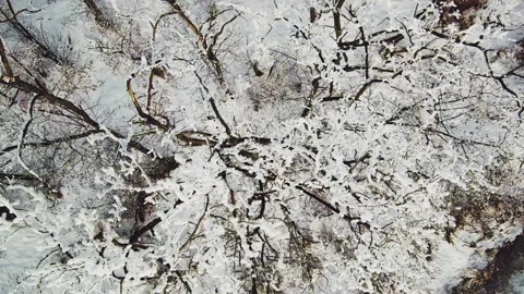 Drone flies over snow-covered trees Stock Footage 102808754