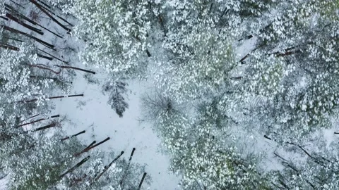 Drone flies over the snowy pine  forest. Drone flies over green coniferous tr Stock Footage 169669030
