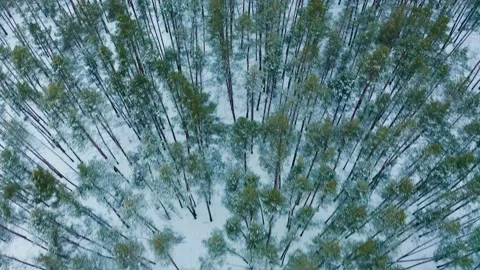 Drone flies over the snowy pine treetops in the forest. Aerial view of the .. Stock Footage 229778166