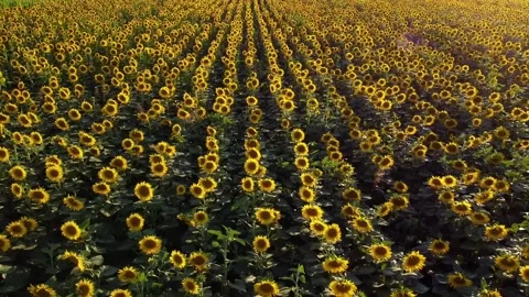 Drone flies over a spectacular field with bright yellow sunflowers in sunny day Stock Footage 219282560