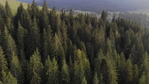  Drone flies over the spruces and  house village in mountainous area  landscape Video stock 116879995
