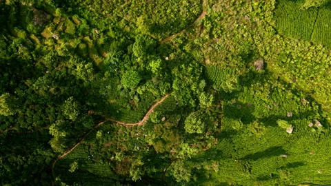 Drone flies over terraced tea plantations in Ceylon mountains, patterns of rich Stock Footage 274768141