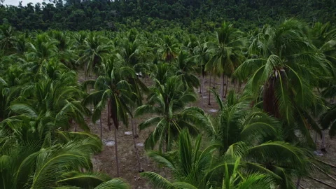 A drone flies over the tops of palm trees on the beach Stock Footage 275164901