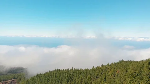 The drone flies over the tops of the pine forest, the camera goes down on the Stock Footage 110895566