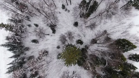 The drone flies over the tops of trees in winter. 動画素材 148423747