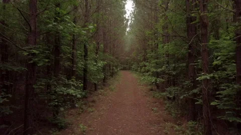 Drone Flies Over a Trail in the Forest Stock Footage 142180803