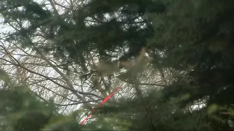 Drone flies over the tree canopy Stock Footage 253773176