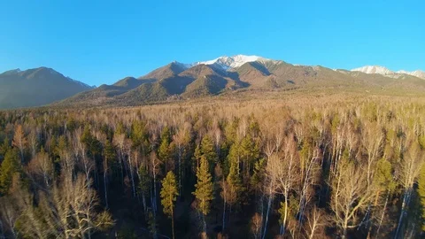 The drone flies over the tree tops to the mountains Stock Footage 125987212