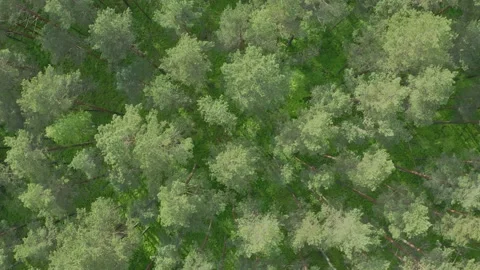 Drone flies over tree tops conifers in nature reserve forest. Top down woodland Stock Footage 132452178