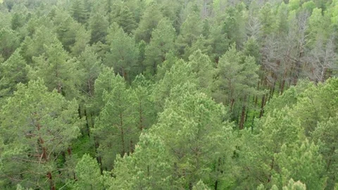 Drone flies over tree tops conifers, woodland aerial shot, green moss on ground Stock Footage 132453687