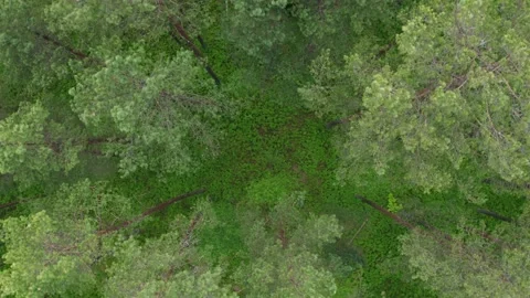 Drone flies over tree tops conifers in forest. Top down natural landscape Stock Footage 132454143
