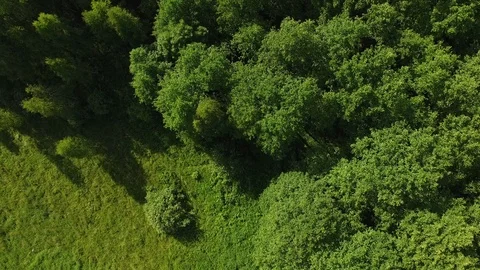The drone flies over the trees and meadow. Stock Footage 111412212