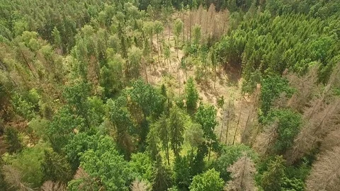 The drone flies over the trees. Stock Footage 111413364