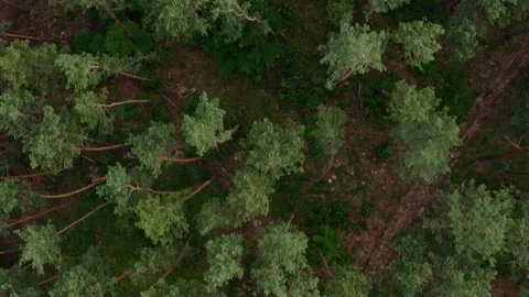 Drone flies over the treetops in the forest. Aerial view of the pine forest. Stock Footage 158075859