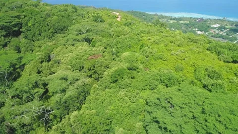 A drone flies over a tropical forest on the Seychelles Stock Footage 155402911