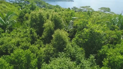 A drone flies over a tropical forest Stock Footage 155403733