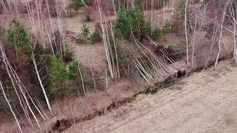 Drone Flies Over Uprooted Birch Trees Along Forest Edge During Early Spring Stock Footage 344007635