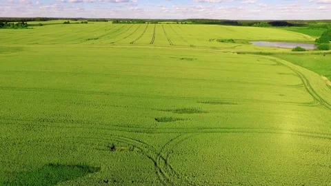 Drone flies over vast green agricultural fields in summer Video stock 333829088