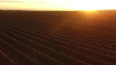 Drone flies over the vineyard. Stock Footage 77177357