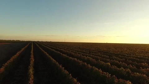 Drone flies over the vineyard. Stock Footage 77177358