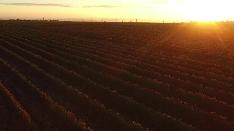 Drone flies over the vineyard. Stock Footage 77177360