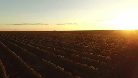 Drone flies over the vineyard. Stock Footage 77177361