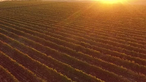 Drone flies over the vineyard. Stock Footage 77177368