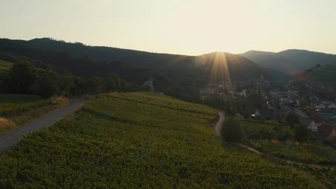 The drone flies over vineyards in the direction of the sunset sun Stock Footage 112328560