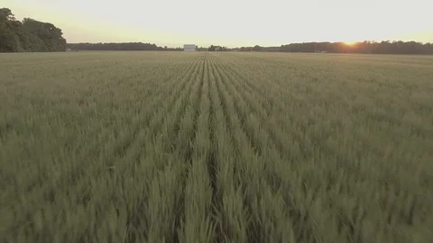 Drone Flies Over Wheat Field Rows During Sunset Stockbeeldmateriaal 90351807