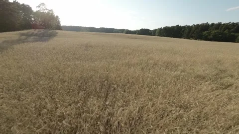 Drone flies over wheat field in sunshine Vídeo Stock 263477924