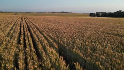 A drone flies over a wheat field ready for harvest. Video stock 330327489