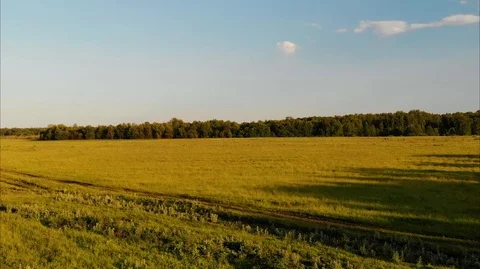 Drone Flies over a wide field Against Forest Stock Footage 106926815