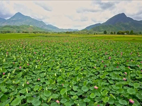 Drone Flies Over Wide Lotus Field against Mountains Stock Footage