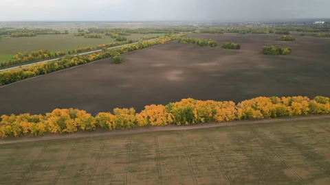 Drone flies over yellow deciduous trees in agricultural land in autumn, aerial Stock Footage 253795086