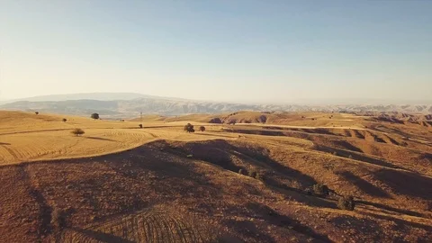 Drone flies over yellow fields to a sheep herd. Stock Footage 90981959