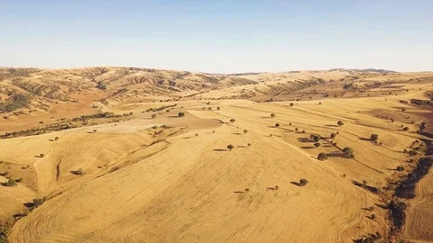 Drone flies over yellow fields. Raw footage included with the color graded  Stock Footage 90982541